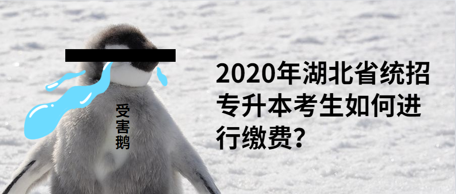 2020年湖北省统招专升本考生如何进行缴费?