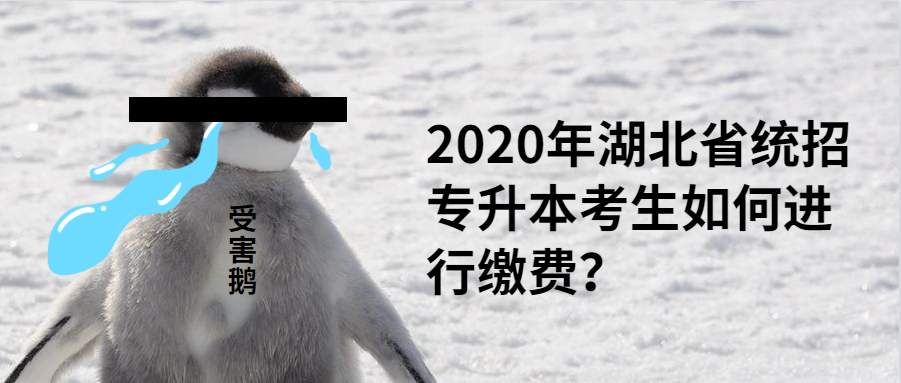 2020年湖北省统招专升本考生如何进行缴费？